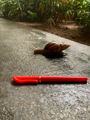 Giant snail